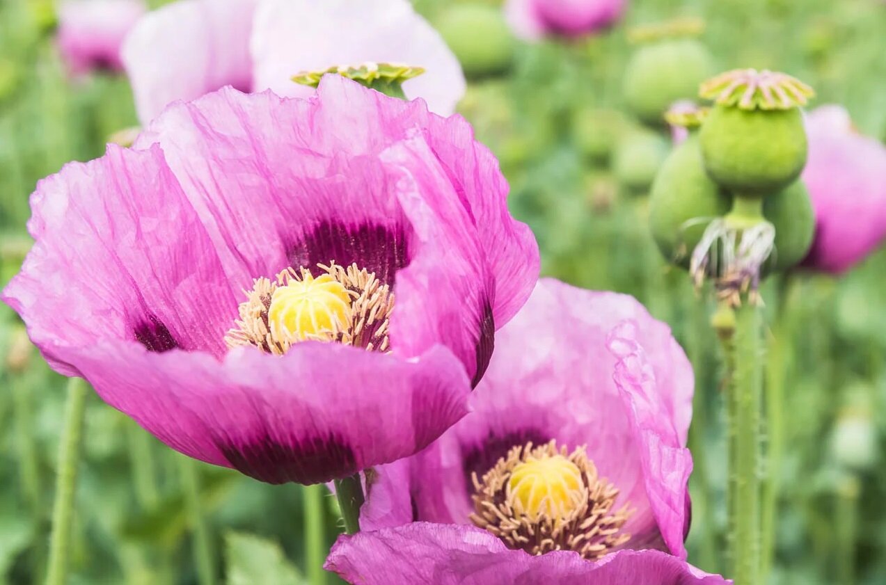 پروژه کشت شقایق الیفرا: راه‌حلی برای تأمین مواد مخدر دارویی