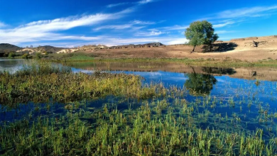 عملیات نجات تالاب ارژن