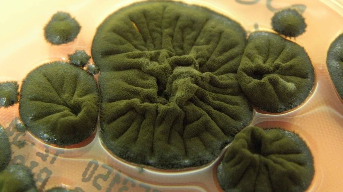 هیولای ملانیندار؛ موجودی که مرگ هستهای را به سوخت زندگی تبدیل میکند