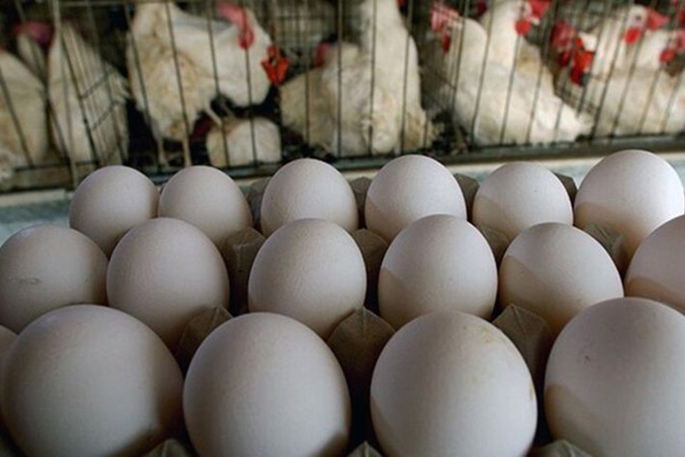 قیمت تخم‌مرغ