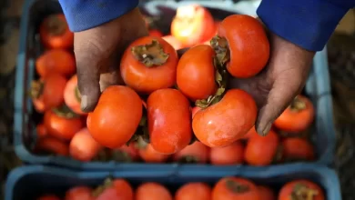 ماجرای وحشتناک خرمالو در اتاق_های عمل مشهد؛ کابوس پاییز برای معده_ها