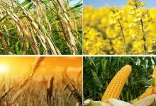 قیمت‌گذاری محصولات کشاورزی: پیش‌بینی ابلاغ نرخ‌ها تا اواسط هفته