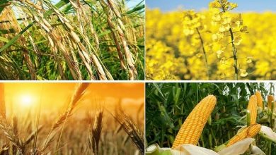 قیمت‌گذاری محصولات کشاورزی: پیش‌بینی ابلاغ نرخ‌ها تا اواسط هفته