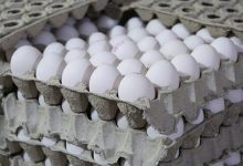 نهاده های دامی