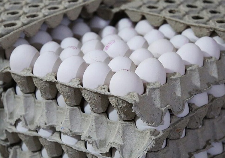 نهاده های دامی