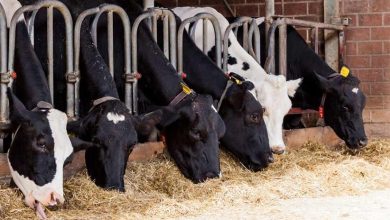 آغاز طرح یکپارچه‌سازی نهاده‌های دامی؛ دولت پرداخت‌ها را تسریع کرد