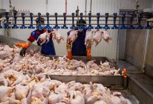 نهاده‌های دامی