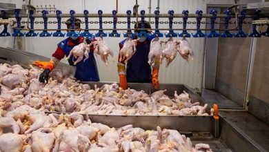 نهاده‌های دامی