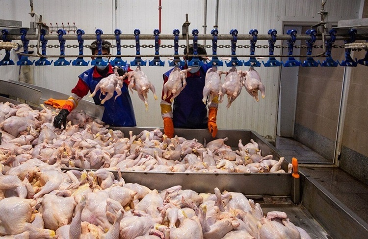 نهاده‌های دامی