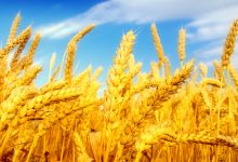 واردات گندم