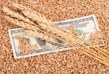 واردات گندم از سه کشور رکورد زد؛ روسیه غول جدید تأمین گندم ایران شد