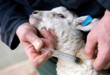 واکسن ترکیه‌ای