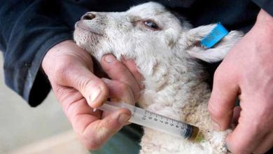 واکسن ترکیه‌ای