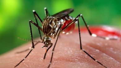 پشه ناقل تب دنگی در ۱۱ استان کشور جولان می‌دهد