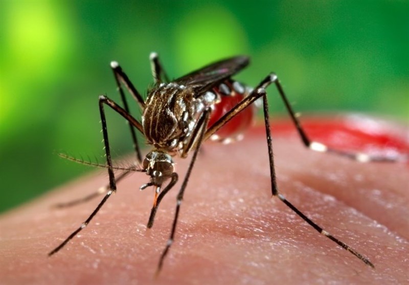 پشه ناقل تب دنگی در ۱۱ استان کشور جولان میدهد