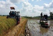 تولید ۱۰۰ هزار تن برنج کشت دوم پاییزه در گیلان