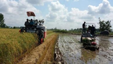 تولید ۱۰۰ هزار تن برنج کشت دوم پاییزه در گیلان