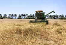 بودجه بیمه تکان نخورد؛ گندم‌کاران در برابر خسارت تنها ماندند