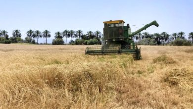 بودجه بیمه تکان نخورد؛ گندم‌کاران در برابر خسارت تنها ماندند