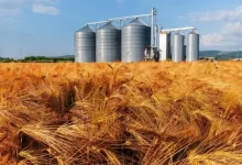 ۷. ۴ میلیون تن گندم، پشتوانه سه‌ماهه امنیت غذایی ایران