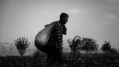 امنیت غذایی