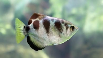 این ماهی چهره انسان‌ها را می‌شناسد