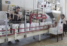 برنج مازندران روی دست شالیکوبی‌ها ماند؛ واردات بازار را قفل کرد