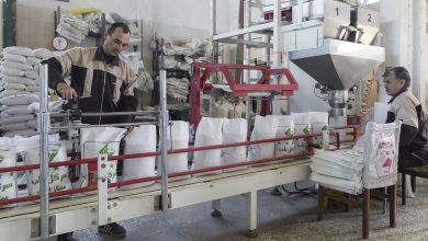 برنج مازندران روی دست شالیکوبی‌ها ماند؛ واردات بازار را قفل کرد