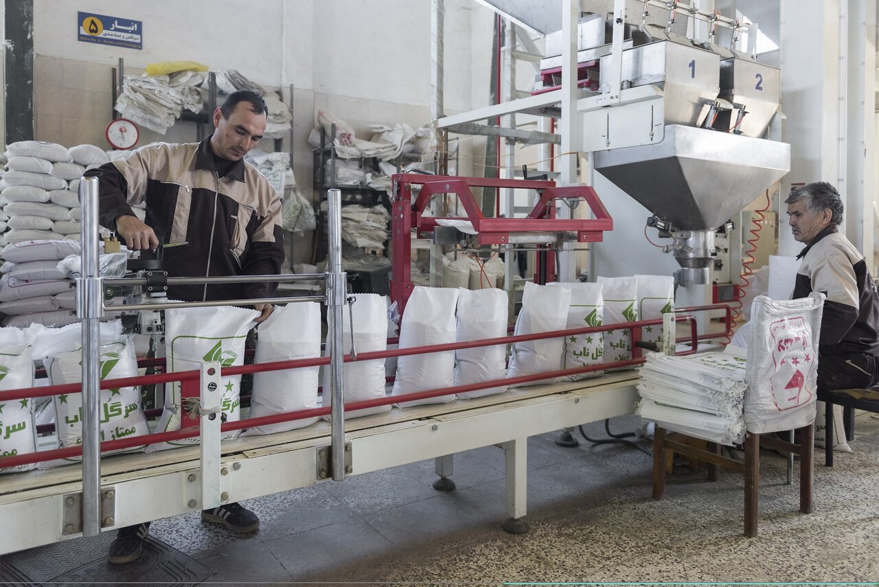 برنج مازندران روی دست شالیکوبی‌ها ماند؛ واردات بازار را قفل کرد