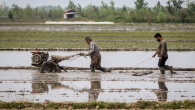 بهبود نسبی کشت‌های زمستانه با بارش‌های دی‌ماه؛ تنش آبی همچنان پابرجاست