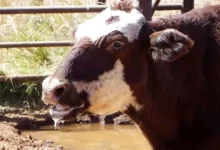 بیماری تب برفکی