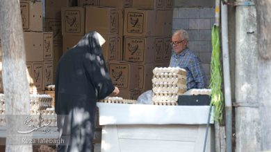 قیمت تخم‌مرغ به رکورد ۳۰۰ هزار تومان رسید