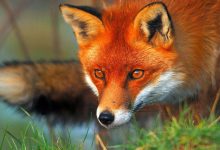 غذادهی شهروندان، روباه‌ها را به مرکز شهر می‌کشاند