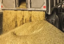 نخستین روز پس از حذف ارز ترجیحی: گرانی نهاده‌های دامی تا چهار برابر مصوبه دولت