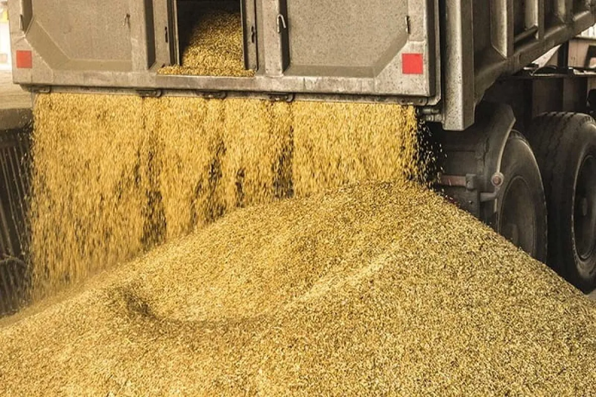 نخستین روز پس از حذف ارز ترجیحی: گرانی نهادههای دامی تا چهار برابر مصوبه دولت