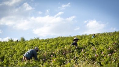 هشدار هواشناسی کشاورزی و اعلام وضعیت سطح نارنجی ویژه حامل‌های انرژی
