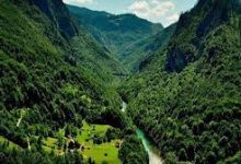 چرا جنگل‌های شمال ایران در معرض نابودی‌اند؟