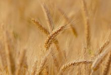 انتقال کشت گندم به اراضی دیم: تغییرات اساسی در کشاورزی ایران