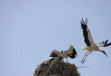 انتقال لک‌ لک‌ ها به شهرری