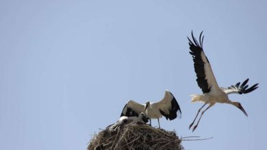 انتقال لک‌ لک‌ ها به شهرری