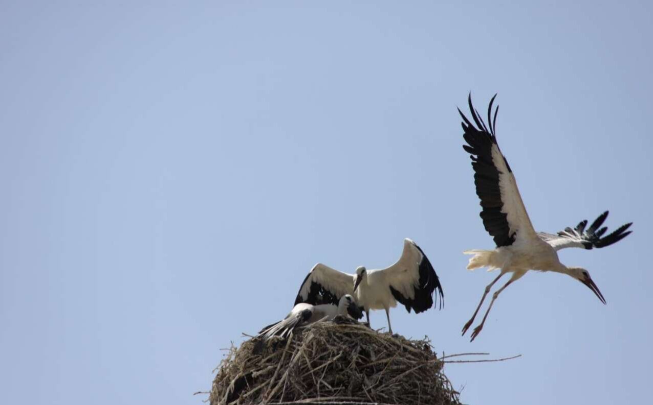 انتقال لک‌ لک‌ ها به شهرری