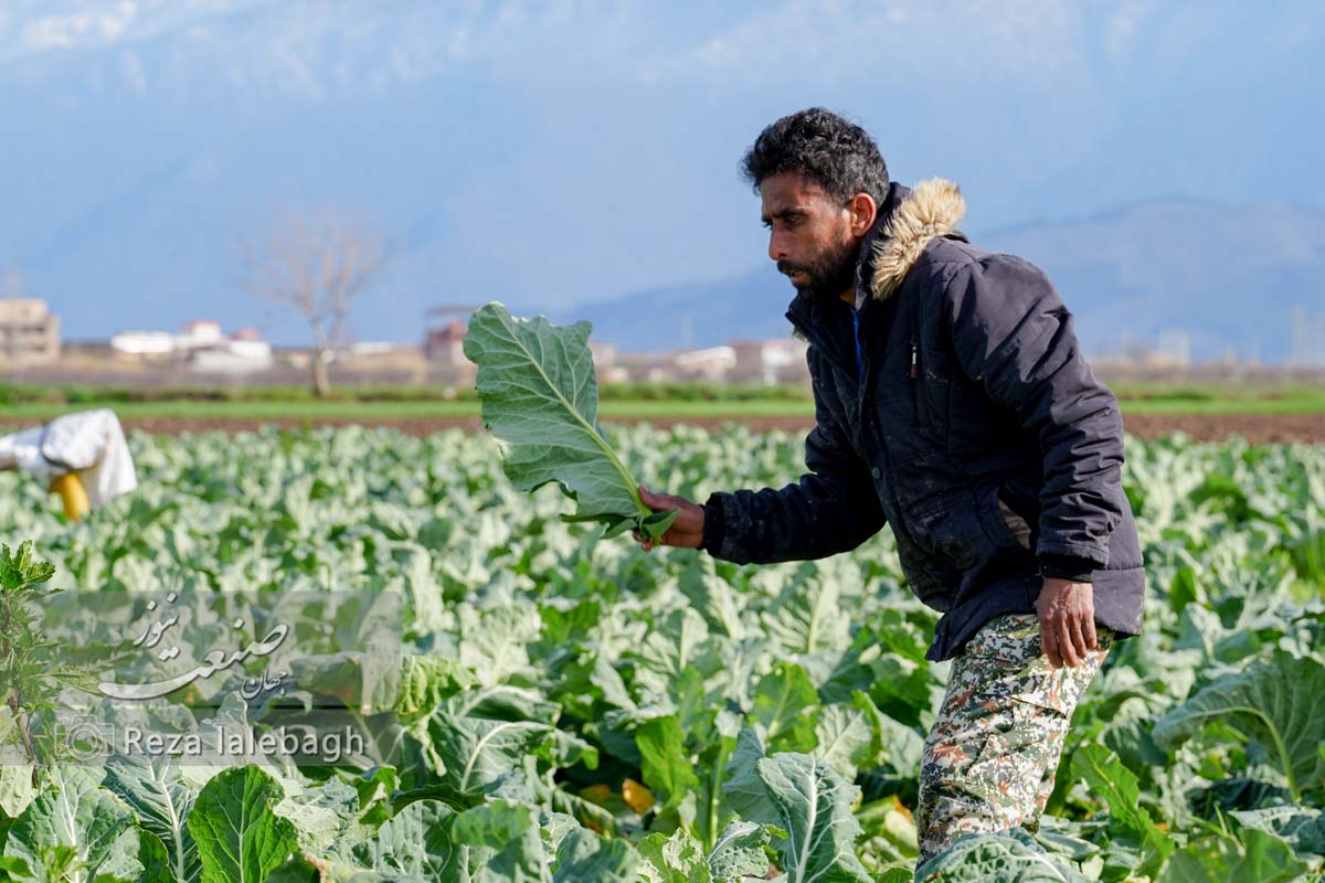 تورم تولیدکننده