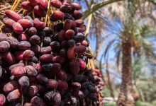 قیمت خرمای رمضان اعلام شد؛ عرضه گسترده با نرخ ۳۱۰ هزار تومان