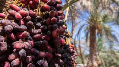 قیمت خرمای رمضان اعلام شد؛ عرضه گسترده با نرخ ۳۱۰ هزار تومان