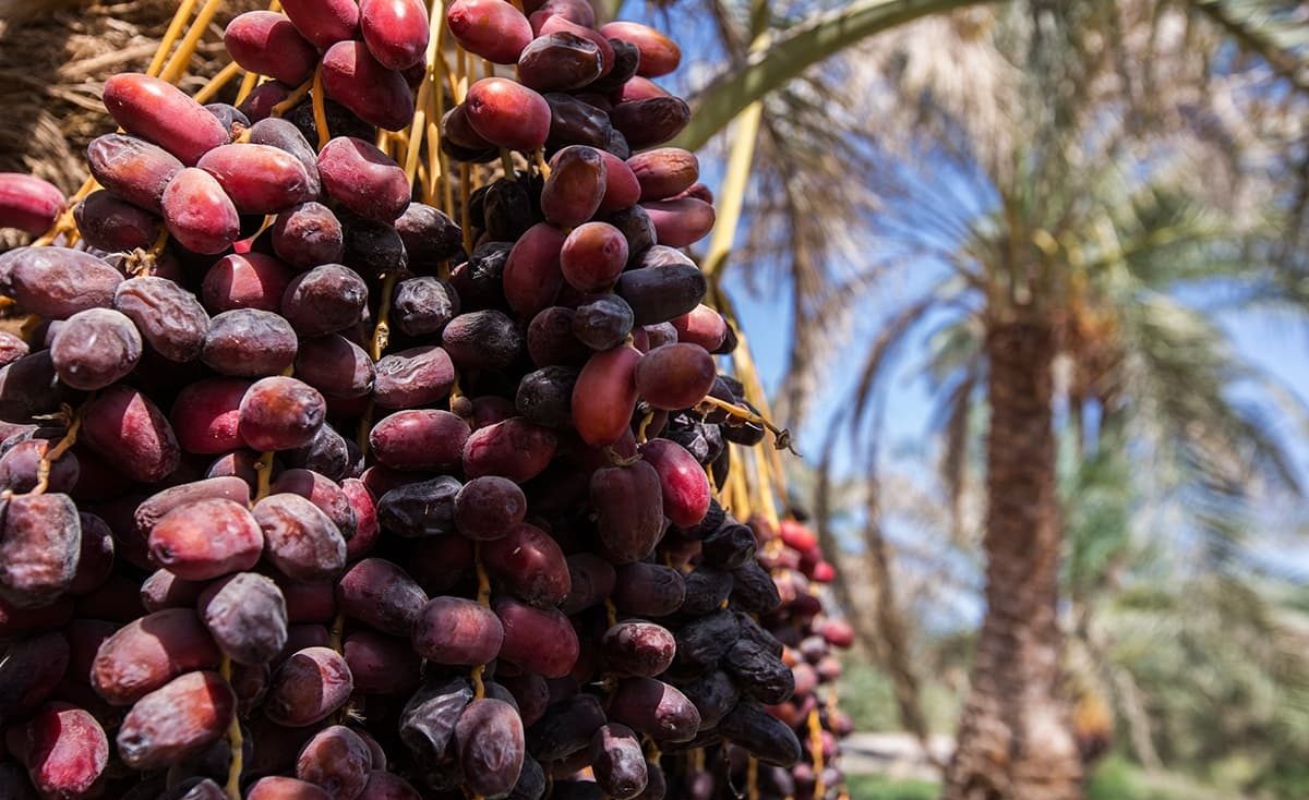 قیمت خرمای رمضان اعلام شد؛ عرضه گسترده با نرخ ۳۱۰ هزار تومان