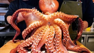 خرچنگ لابستر