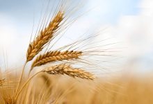 خرید تضمینی گندم