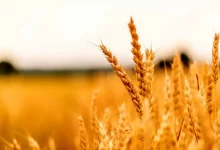 خرید تضمینی گندم