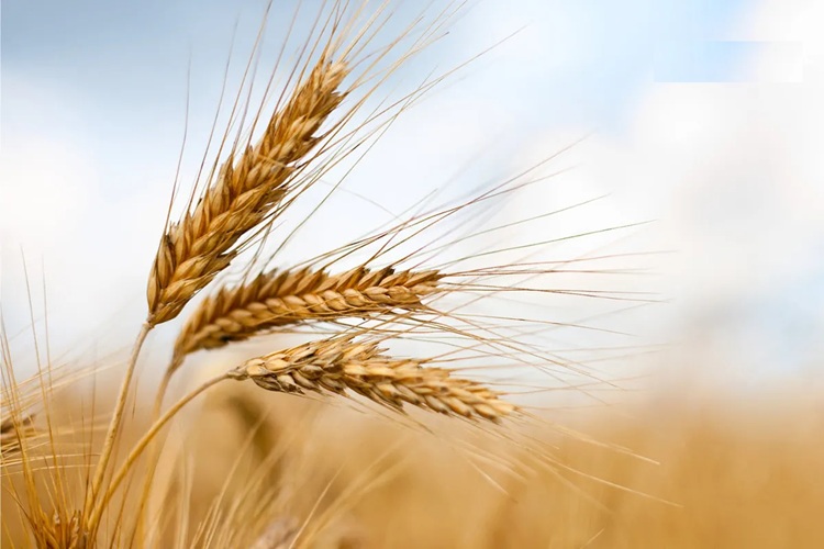 خرید تضمینی گندم