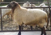 سقوط آزاد قیمت دام زنده: هر کیلو فقط ۵۰۰ هزار تومان